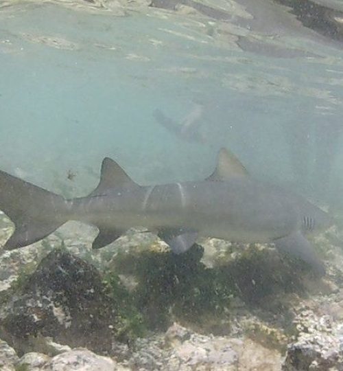 tubarao tour soltropico ilha do sal cabo verde © viaje comigo